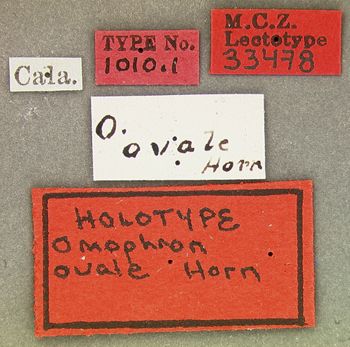 Media type: image;   Entomology 33478 Aspect: labels